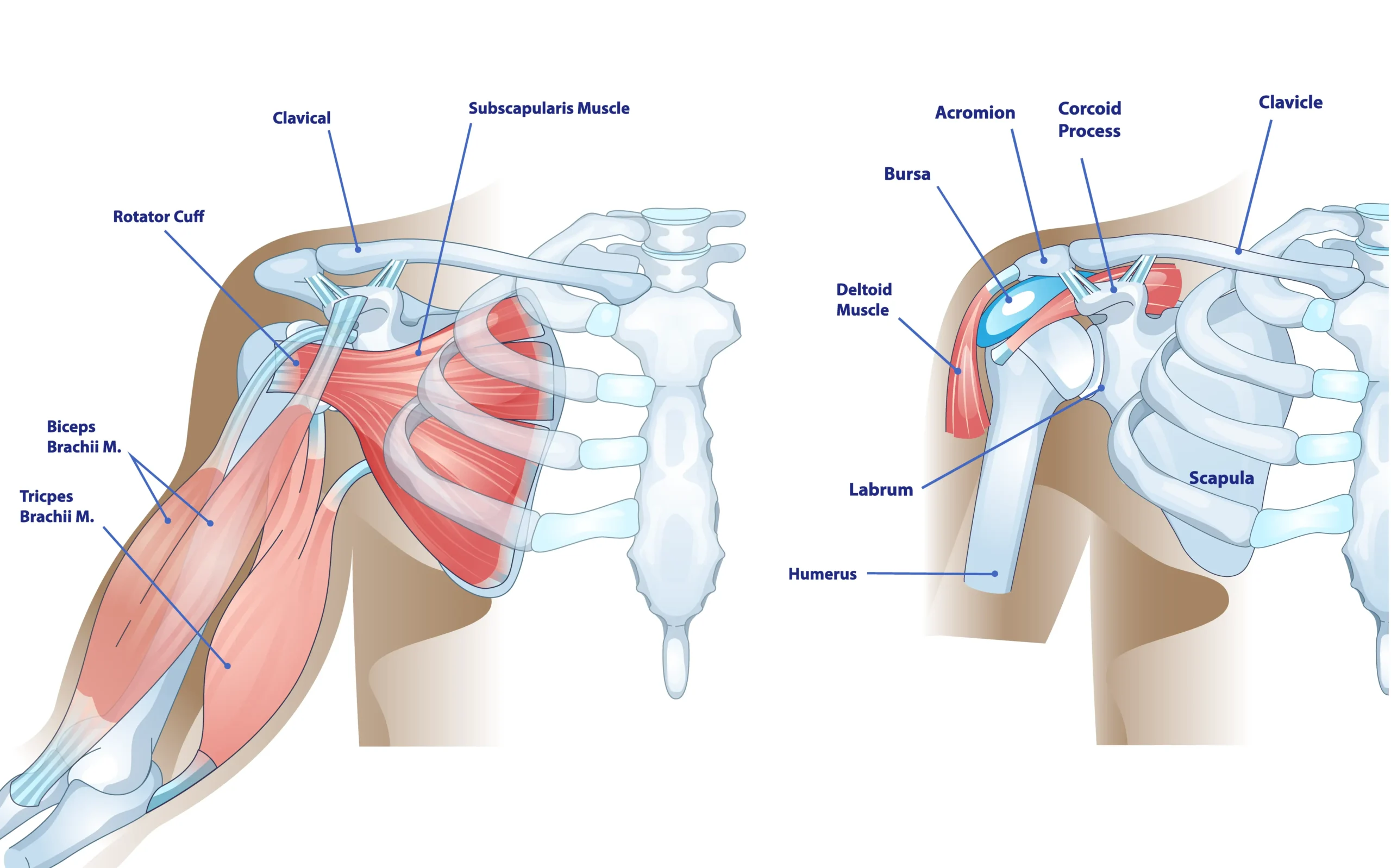 Anatomical Graphic of Shoulder