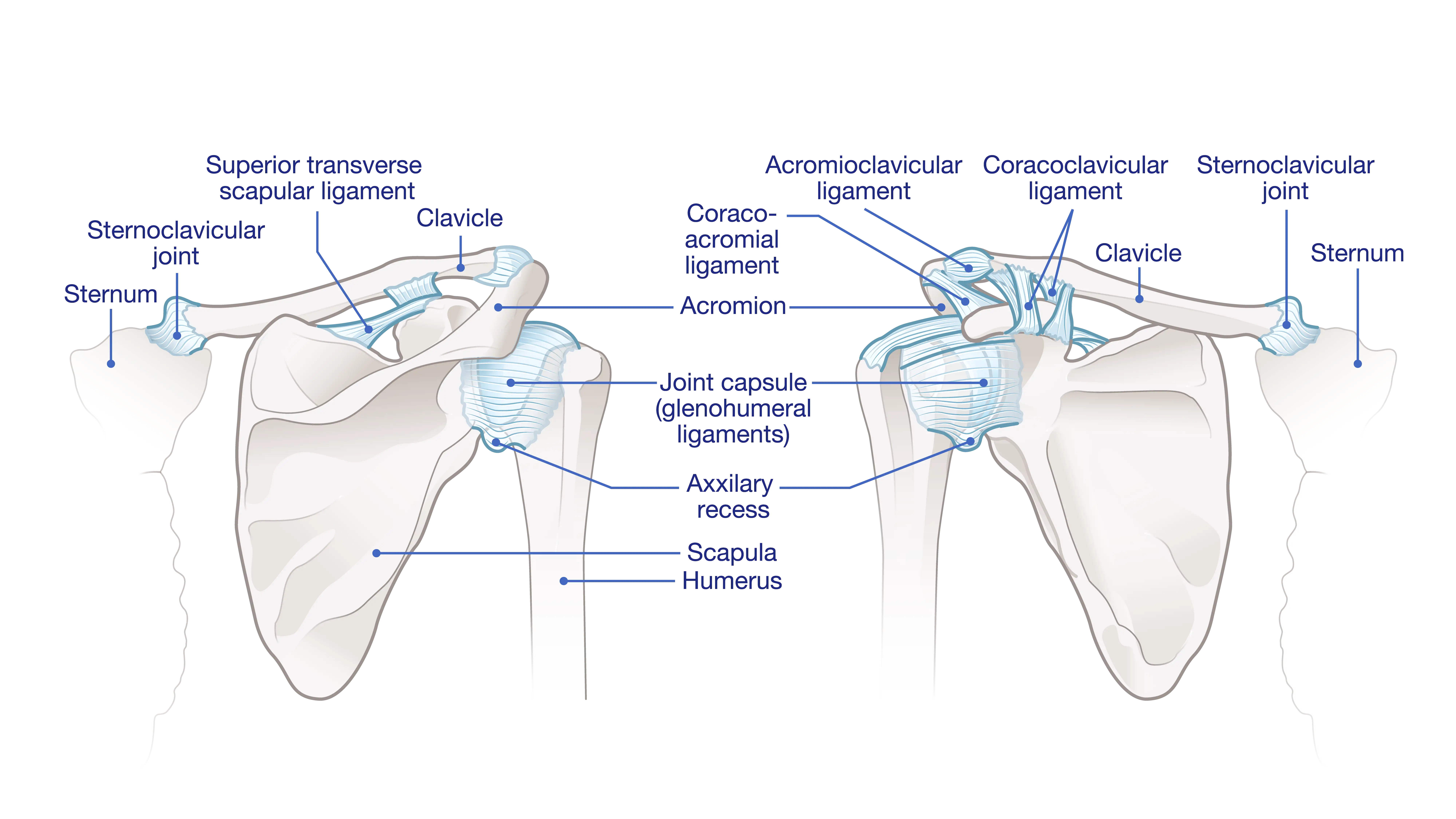 Shoulder Joint Anatomical Graphic
