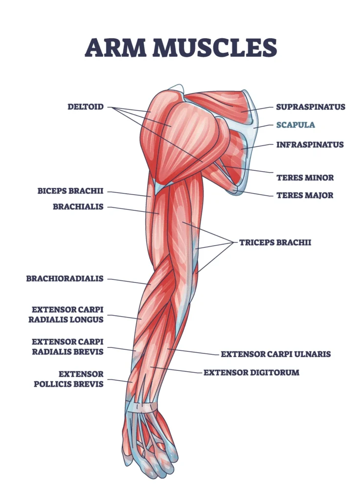 diagram labeling every muscle in the arm, with a focus on the deltoid muscle.