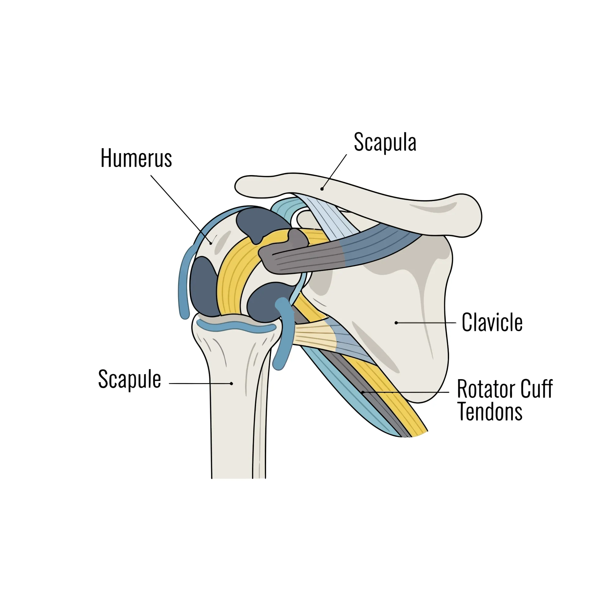 healthy rotator cuff anatomy A rotator cuff diagram with labels to the humerus, scapule, scapula, clavicle, and rotator cuff tendons.